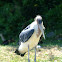 Lesser Adjutant