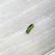 leafhopper