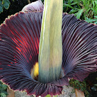 Titan Arum