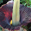Titan Arum