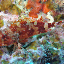 Scorpionfish
