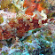 Scorpionfish