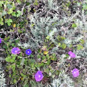 Morning Glories