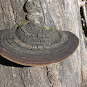 Red Banded Polypore