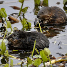 Muskrat