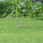 Cottontail