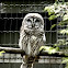 Barred Owl