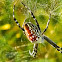 golden silk orb-weaver spider