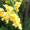 Gladiolus (unknown species)