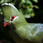 Knysna Turaco