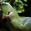 Knysna Turaco