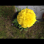 Marigold