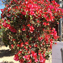 Bougainvillea