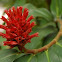 Spiral Ginger