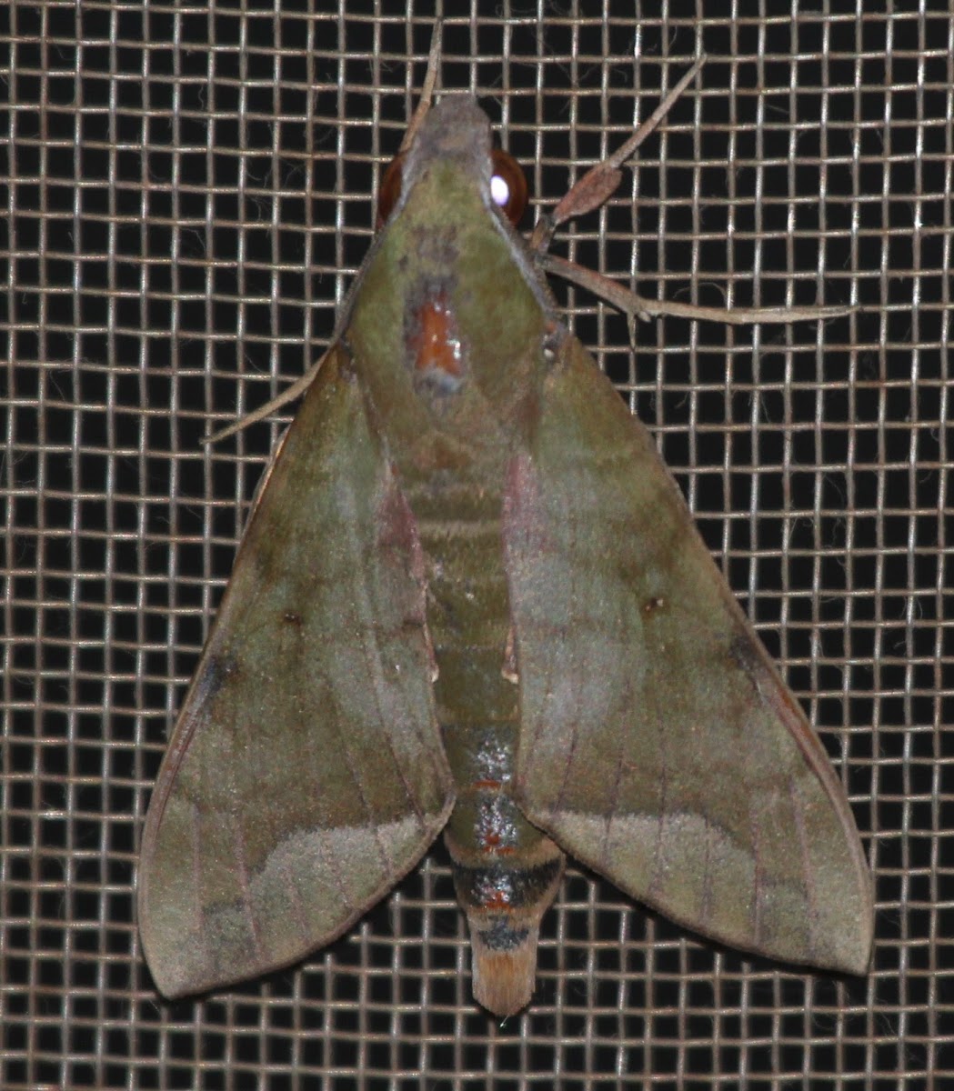 Nephele hespera
