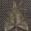 Nephele hespera
