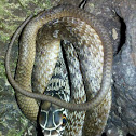 Eastern Coachwhip