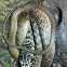 Eastern Coachwhip