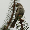 Chipping Sparrow