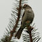 Chipping Sparrow