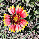 Firewheel or Indian Blanket