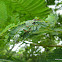 Shield Huntsman Spider SPIDER HIDE-OUT