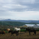 Icelandic Horse