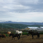 Icelandic Horse