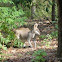 Whiptail Wallaby