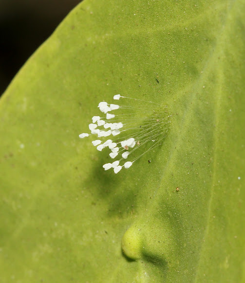 Spotting Image 1