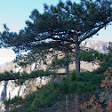Banat Black Pine