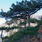 Banat Black Pine