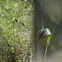 Summer greenhood (Pterostylis decurva)  