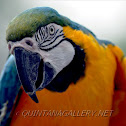 Blue-and-Gold Macaw