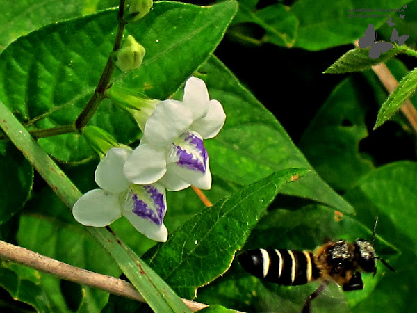 Creeping Foxglove | Project Noah