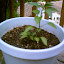 Jalepeno Pepper Plant