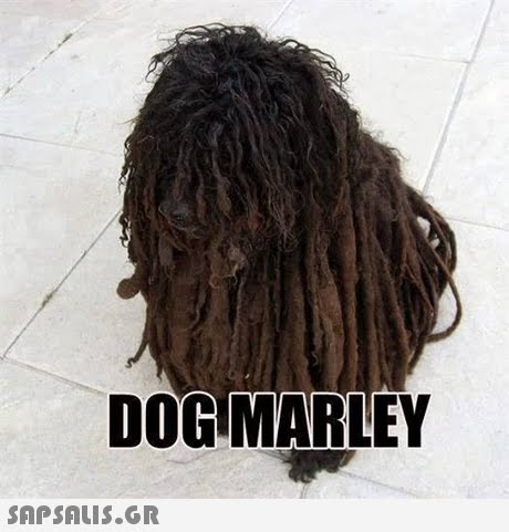 DOG MARLEY 