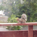 Eastern gray squirrel