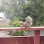 Eastern gray squirrel