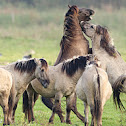 Konik Horses