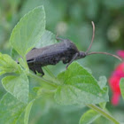 Leaf-footed Bug