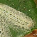 Caterpillar