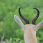 Springbok