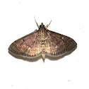 Moth
