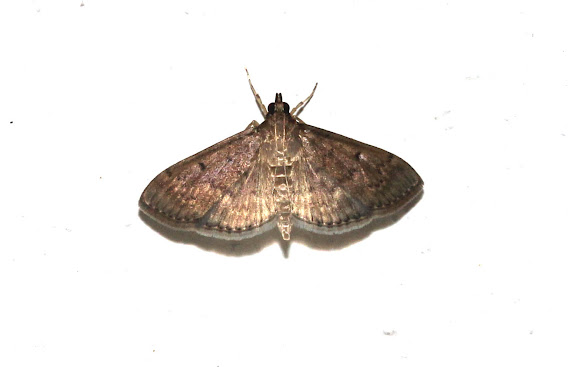 Spotting Image 1