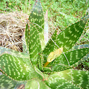 Aloe