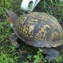 Common Box Turtle