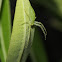 Green Crab Spider