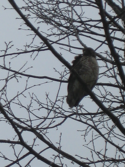 Spotting Image 1