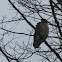 Red Tailed Hawk